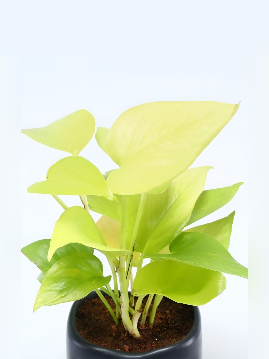 

fnp Green & Black Money Plant With Pot 5 Inch