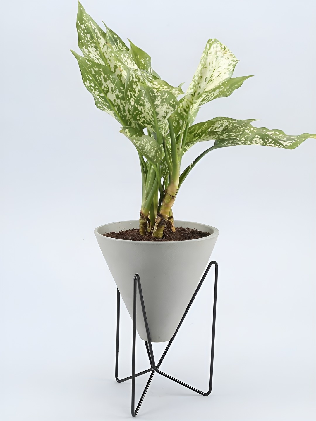 

fnp Green & White Indoor Aglaonema Plant With Pot