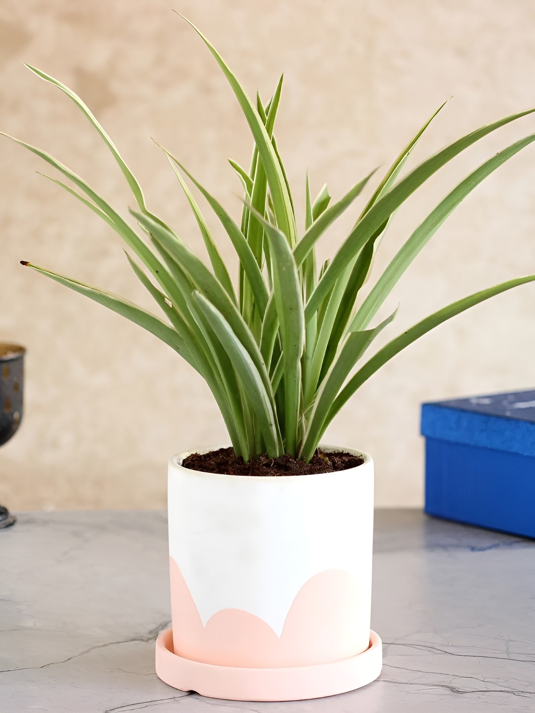 

fnp Green & White Spider Plant With Pot 5 Inch