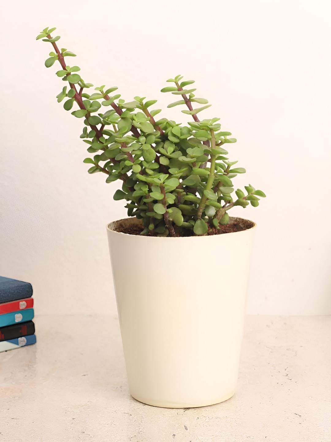 

fnp Green & White Indoor Jade Plant With Pot 5 inches