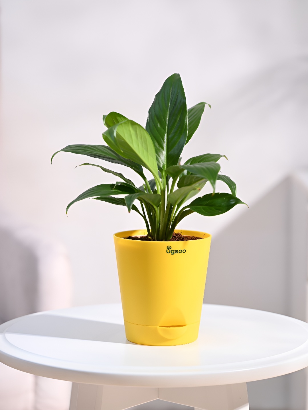 

UGAOO Yellow Peace Lily Indoor Live Plant With Pot 5 Inch