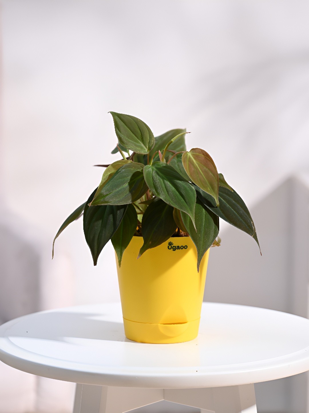 

UGAOO Yellow Philodendron Micans Indoor Live Plant Wih Pot-5 inches