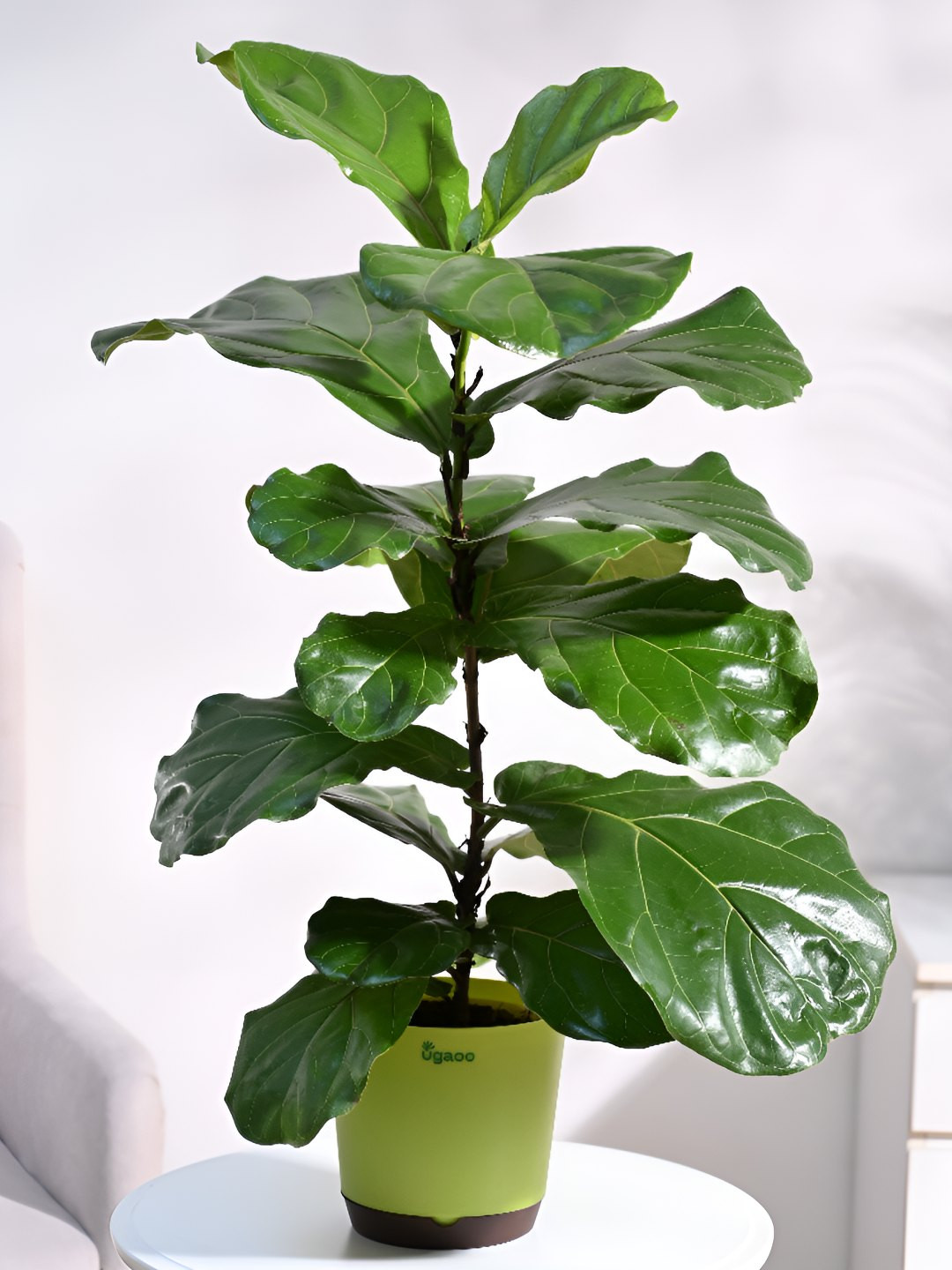 

UGAOO Indoor Button Fern Live Plant With Pot - 20 Inch, Brown