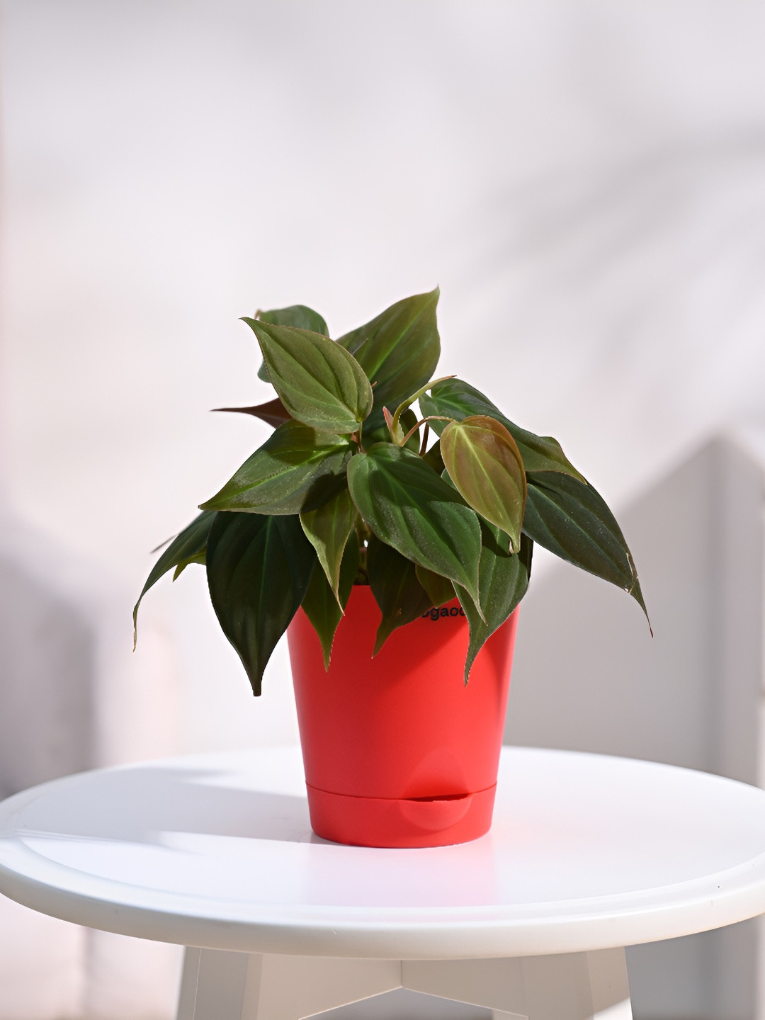 

UGAOO Indoor Philodendron Micans Live Plant With Pot - 3 Inch, Green