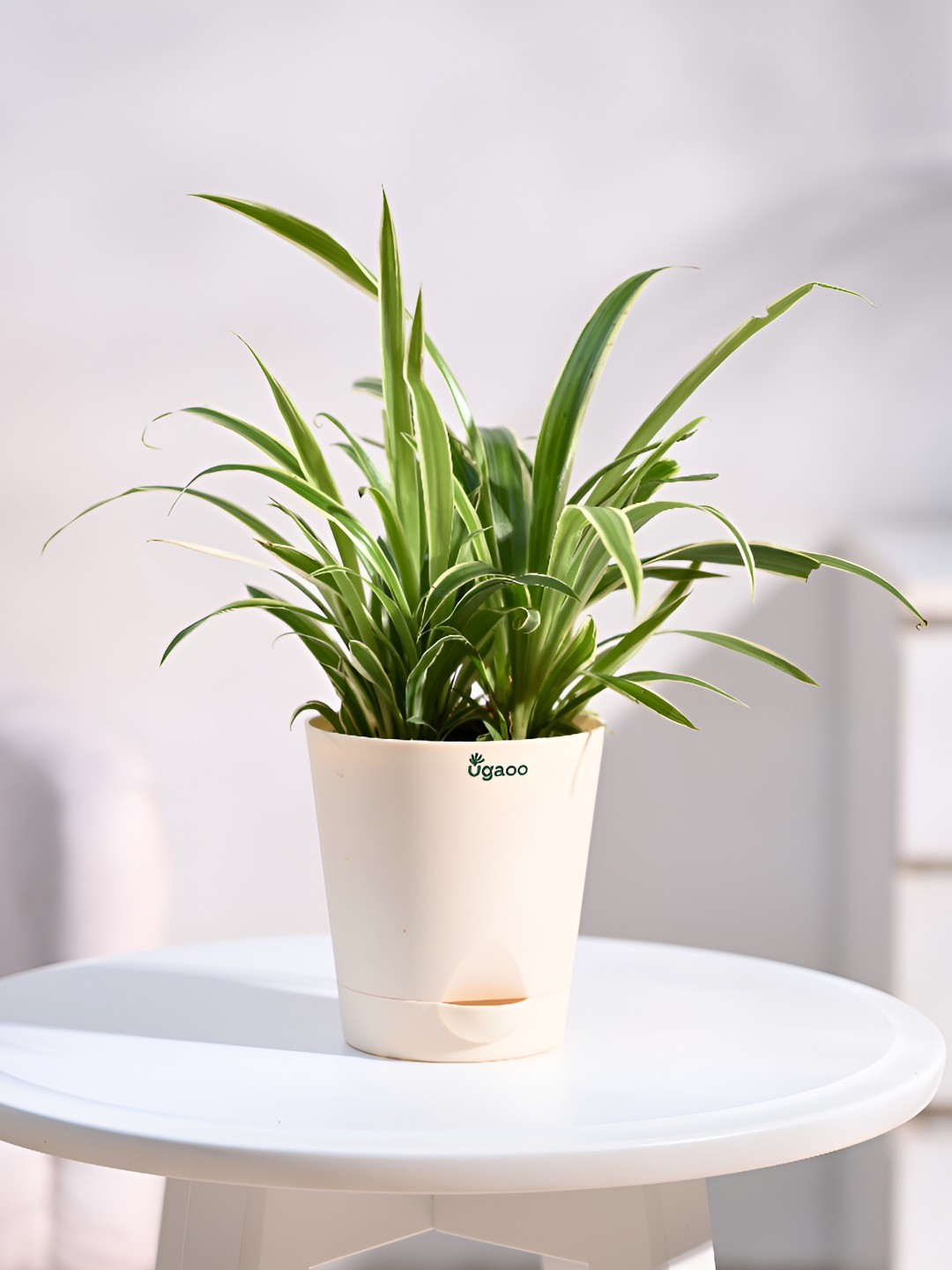 

UGAOO Indoor Chlorophytum Spider Live Plant With Pot - 3.5 Inch, Green