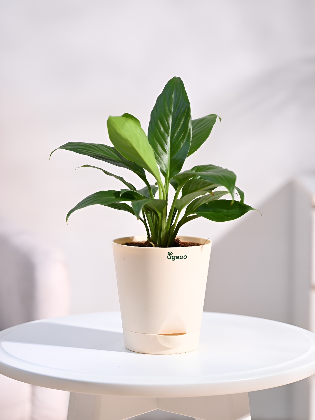 

UGAOO Green & Brown Indoor Peace Lily Live Plant With Pot - 3.5 Inch