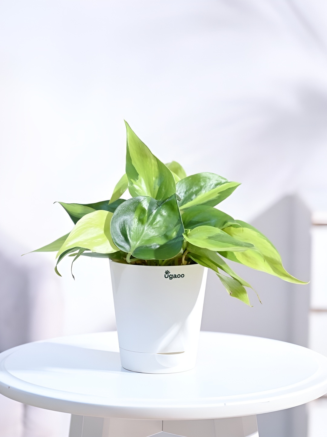 

UGAOO Green & Red Indoor Philodendron Brasil Live Plant With Pot - 5 Inch, White