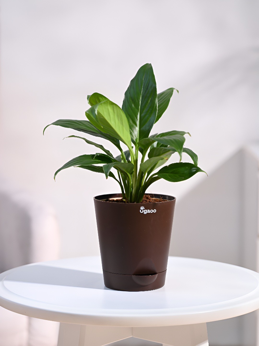 

UGAOO Indoor Peace Lily Live Plant With Pot - 3.5 Inch, Green