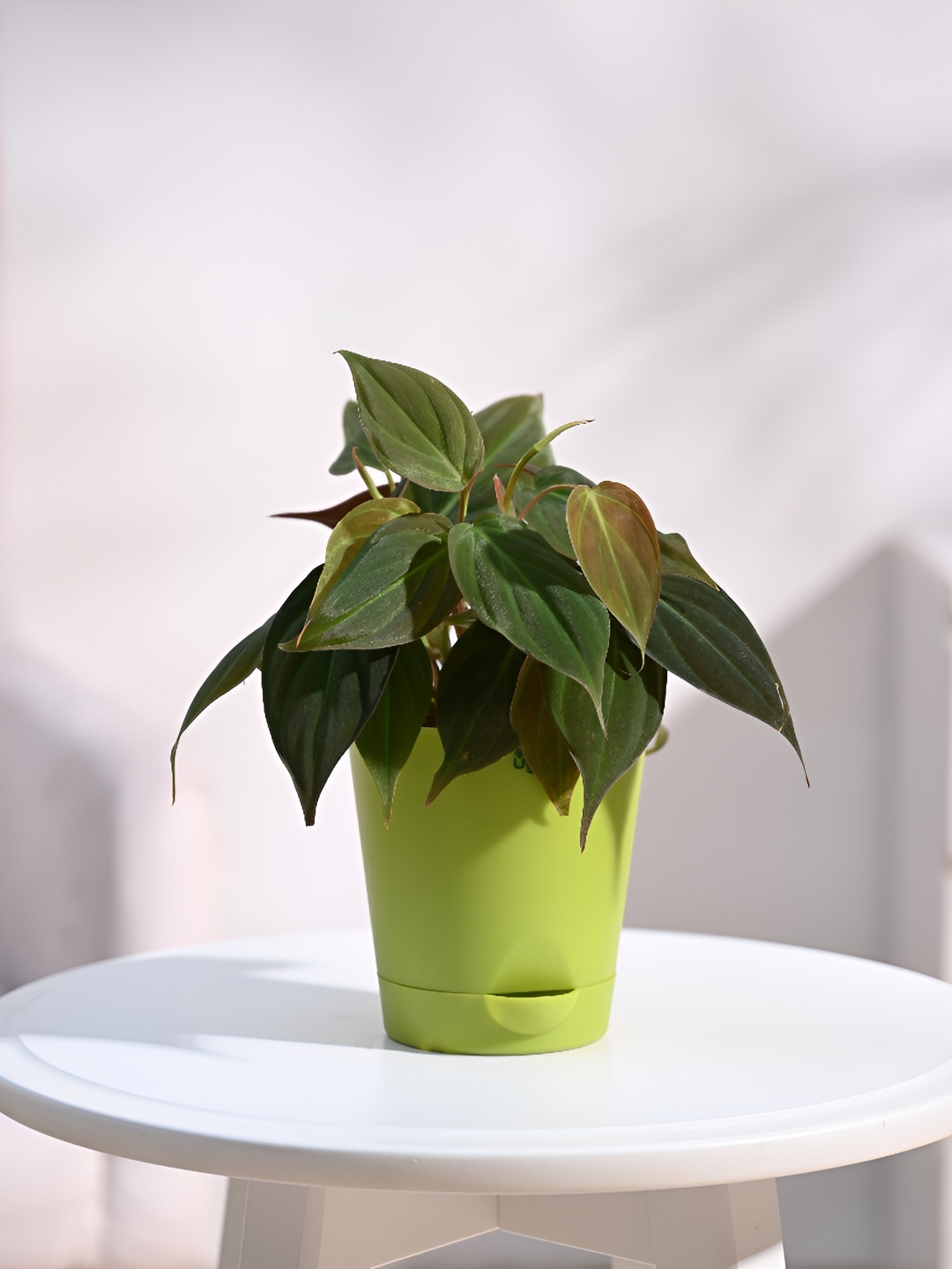 

UGAOO Indoor Philodendron Micans Live Plant With Pot - 3 Inch, Brown