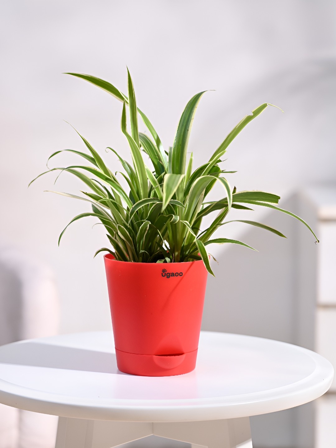 

UGAOO Indoor Chlorophytum Spider Live Plant With Pot - 3.5 Inch, Green