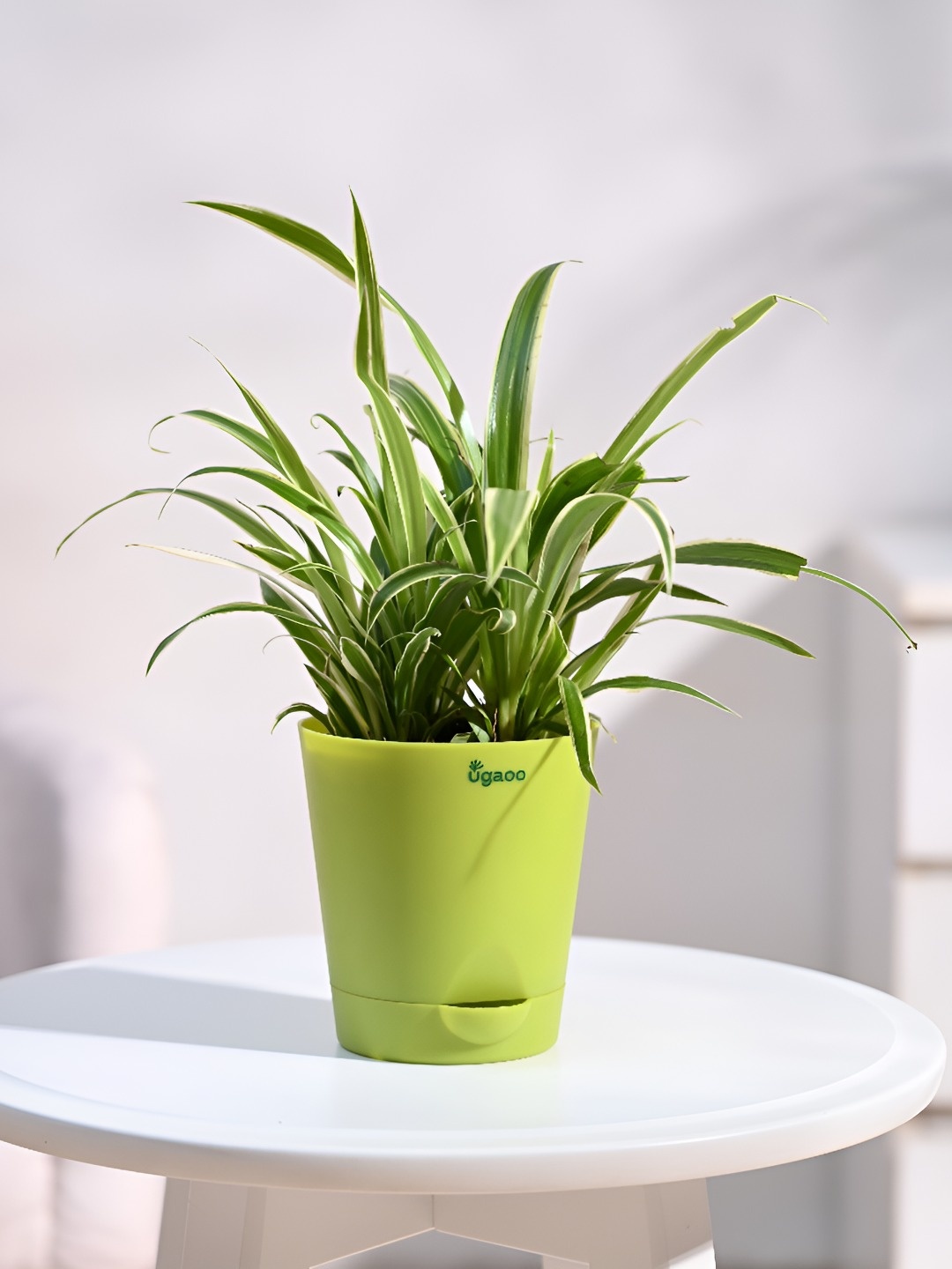 

UGAOO Indoor Chlorophytum Spider Live Plant With Pot - 3.5 Inch, Green