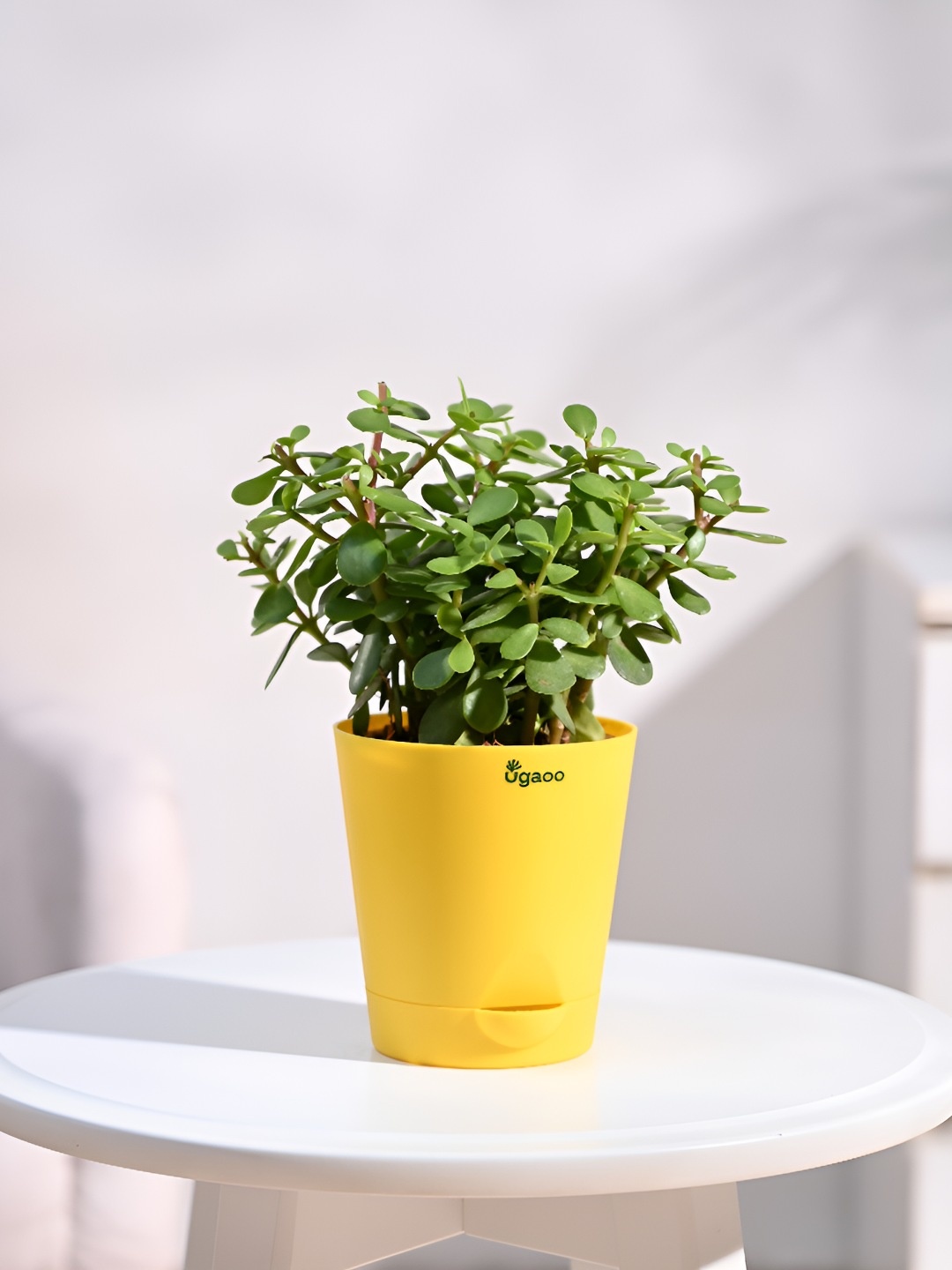 

UGAOO Indoor Jade Plant Mini Live Plant With Pot - 4 Inch, Yellow
