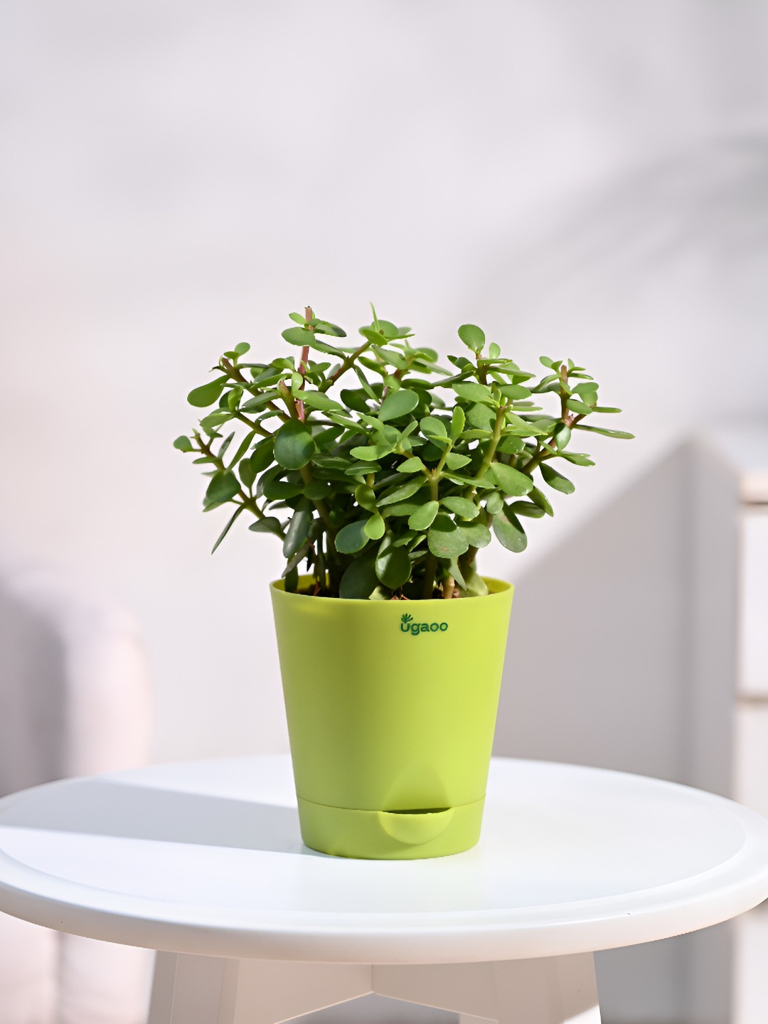 

UGAOO Indoor Jade Plant Mini Live Plant With Pot - 4 Inch, Green