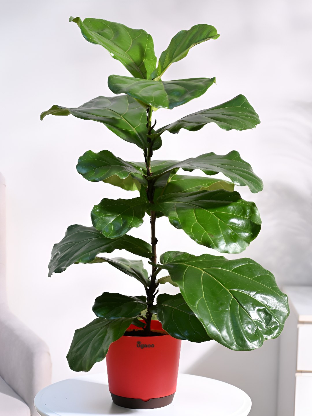 

UGAOO Indoor Button Fern Live Plant With Pot - 20 Inch, Green
