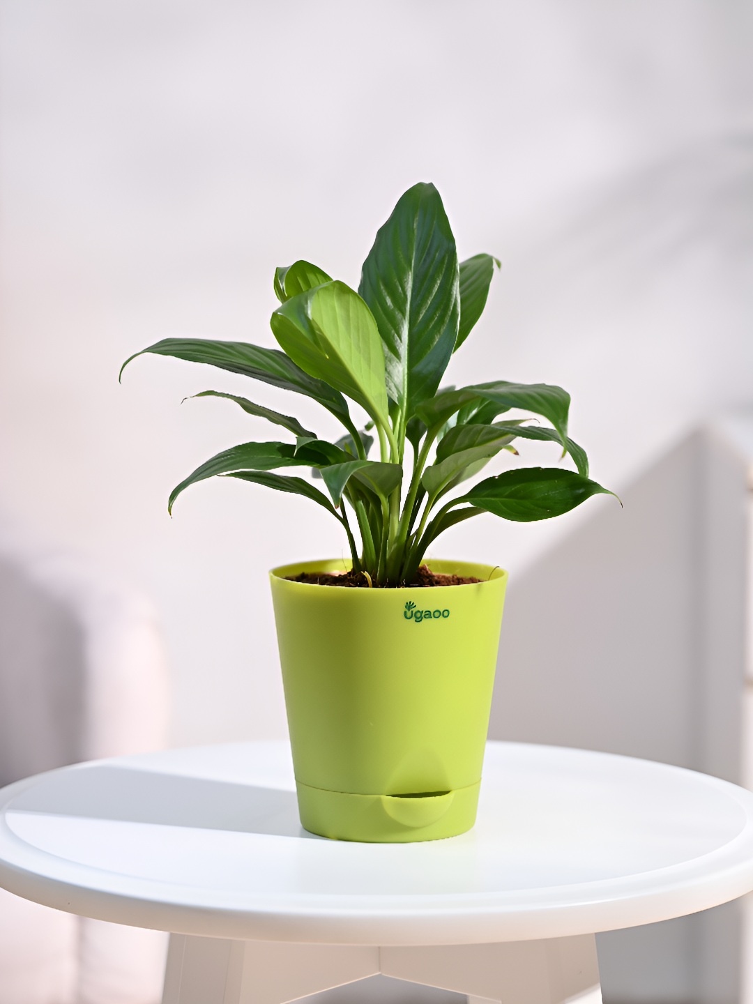 

UGAOO Indoor Peace Lily Live Plant With Pot - 3.5 Inch, Green