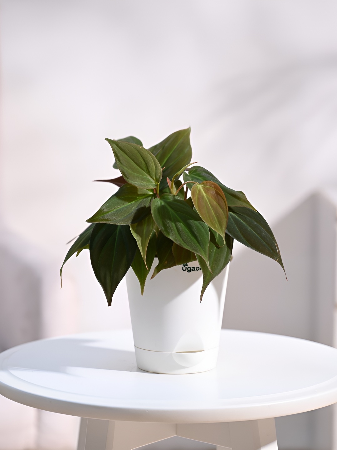 

UGAOO Indoor Philodendron Micans Live Plant With Pot - 3 Inch, Green