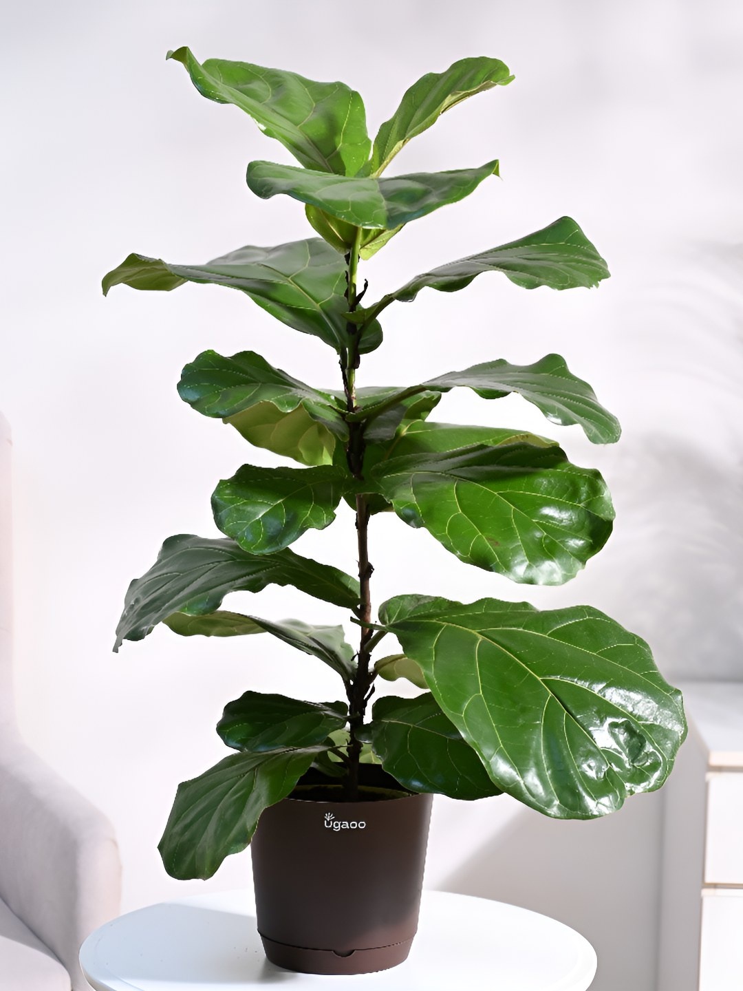 

UGAOO Indoor Button Fern Live Plant With Pot - 20 Inch, Green