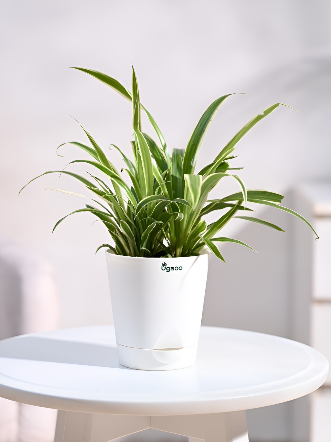 

UGAOO Green Chlorophytum Spider Indoor Live Plant With Pot - 3.5 Inch
