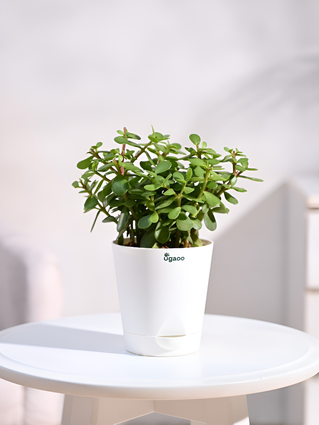 

UGAOO Indoor Chlorophytum Spider Live Plant With Pot, Green