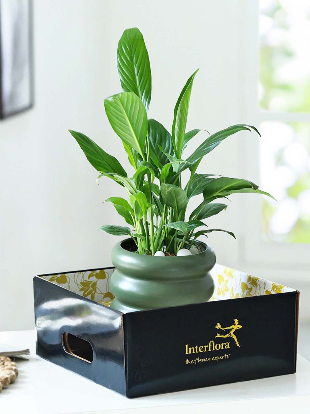 

Interflora Green Virtue Live Plant