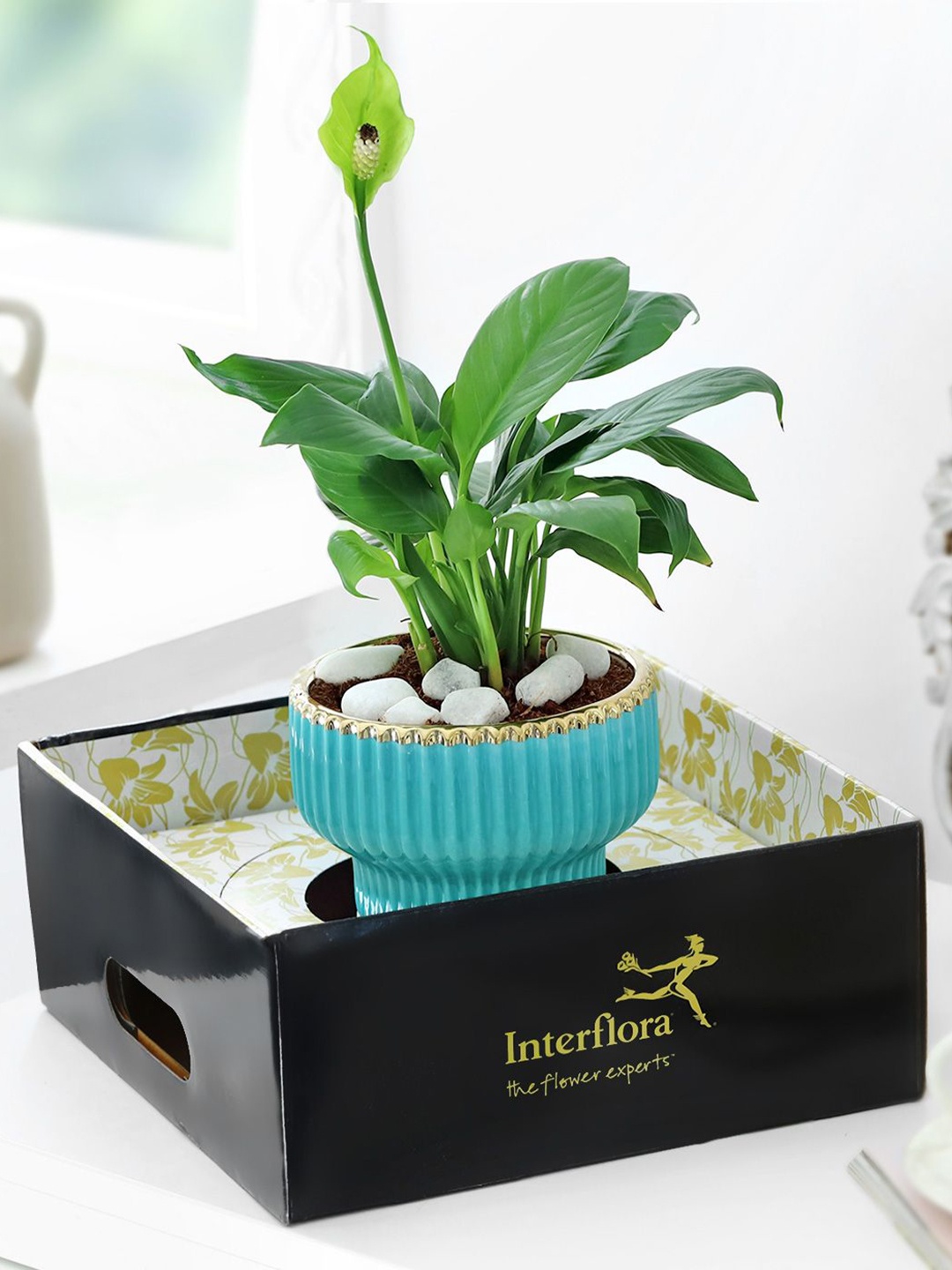 

Interflora Peace Lily Plant With Vase, Green