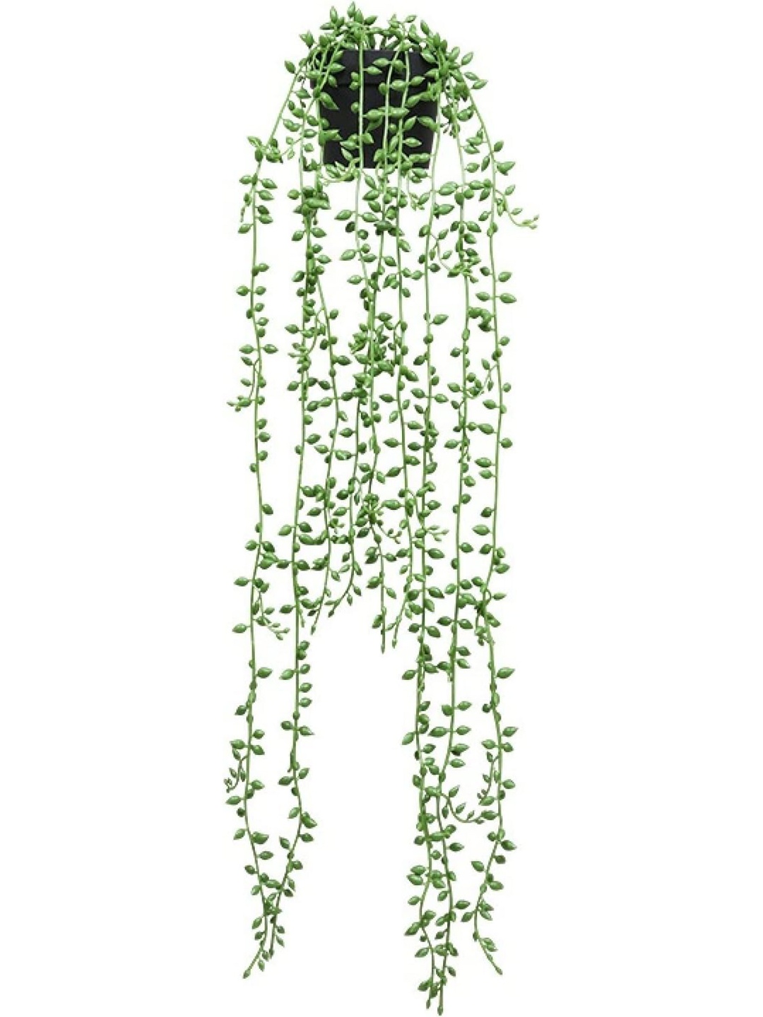 

XERGY Green & Black String Of Pearls Artificial Plant With Pot