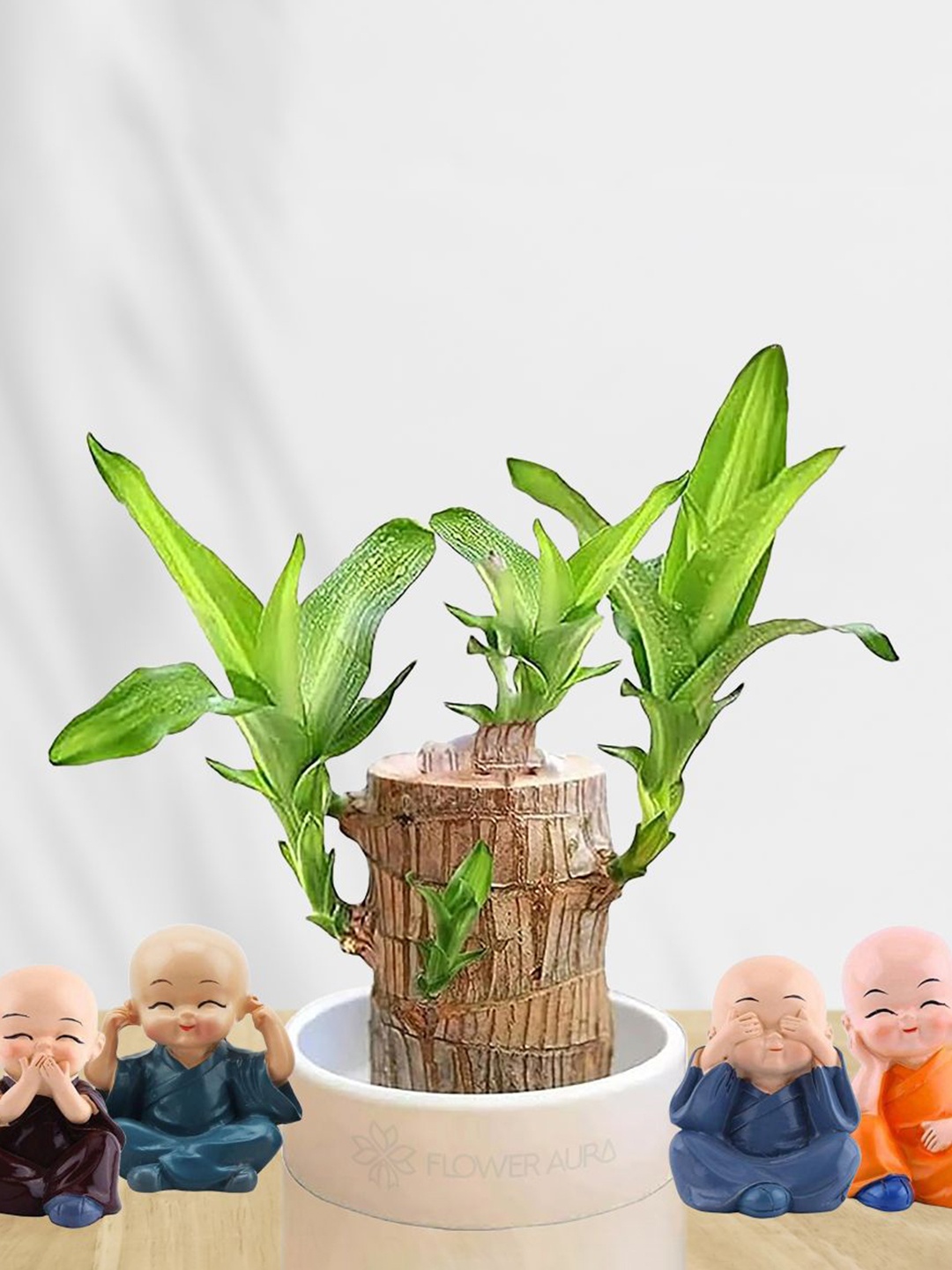 

Floweraura Green & Brown Lucky Brazilian Wood Plant With Cute Buddha Monks