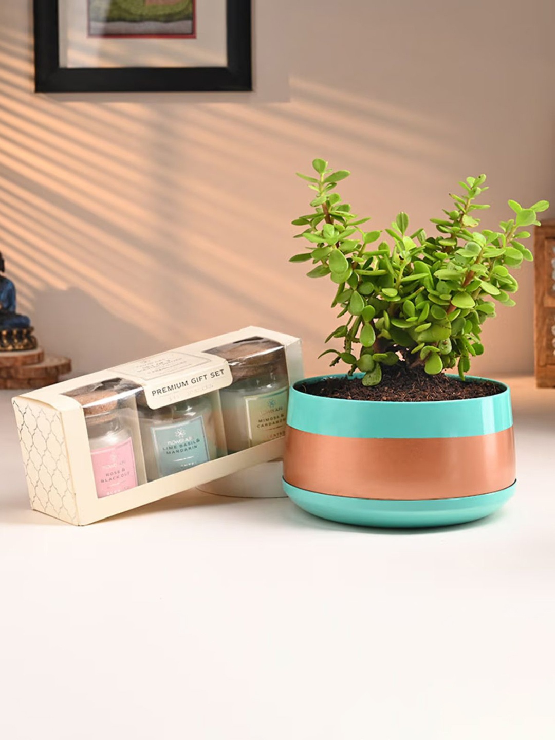 

Floweraura Green & Brown Indoor Jade Plant In Pot With Candle Set