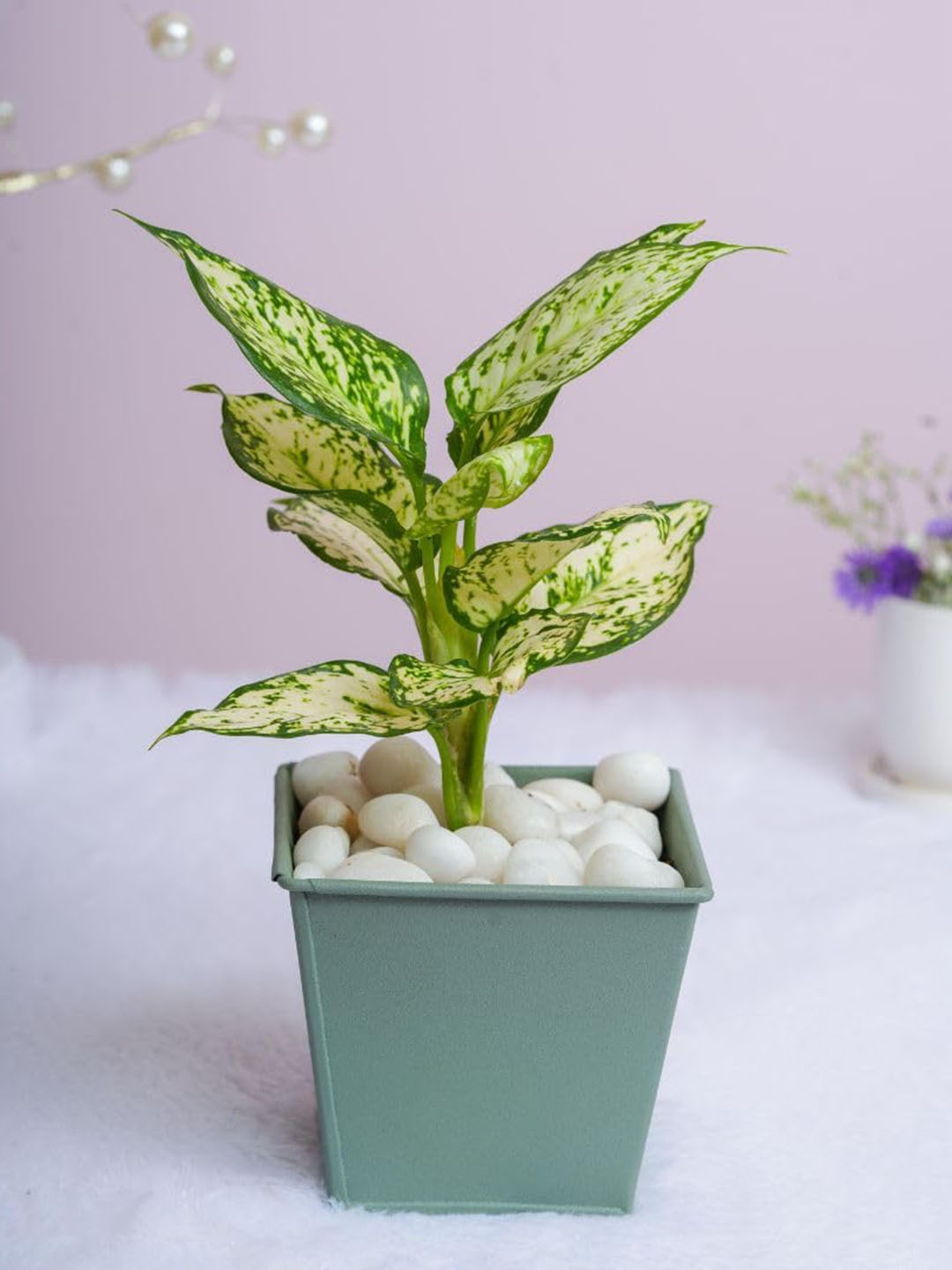 

Floral Boutique Green & White Indoor Aglaonema Snow White Plant With Pot
