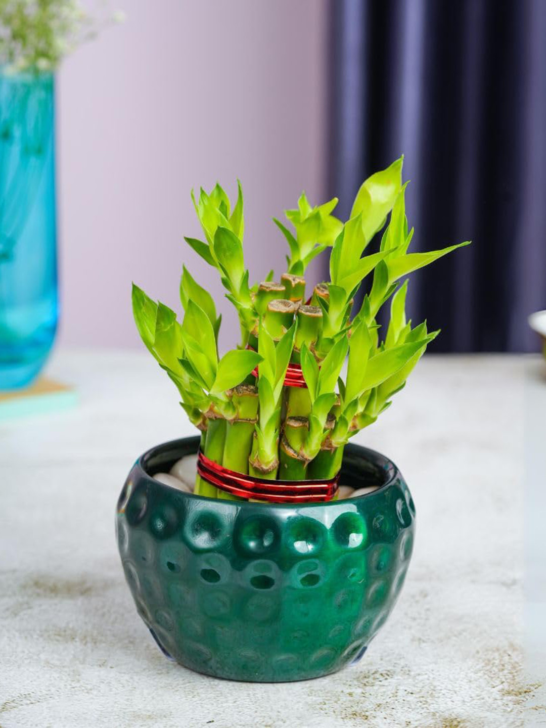 

Floral Boutique Green Indoor 2 Layer Bamboo Live Plant With Pot