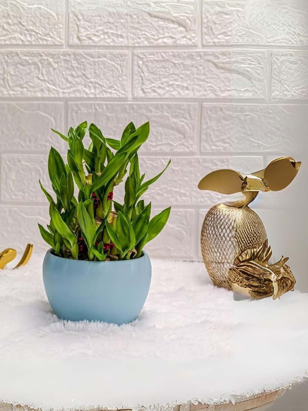 

Floral Boutique Indoor 3 Layer Bamboo Live Plant With Pot, Green