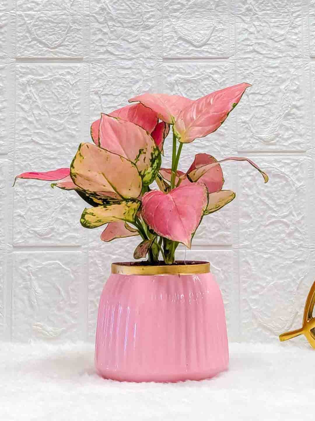

Floral Boutique Green & Pink Indoor Aglaonema Live Plant With Pot