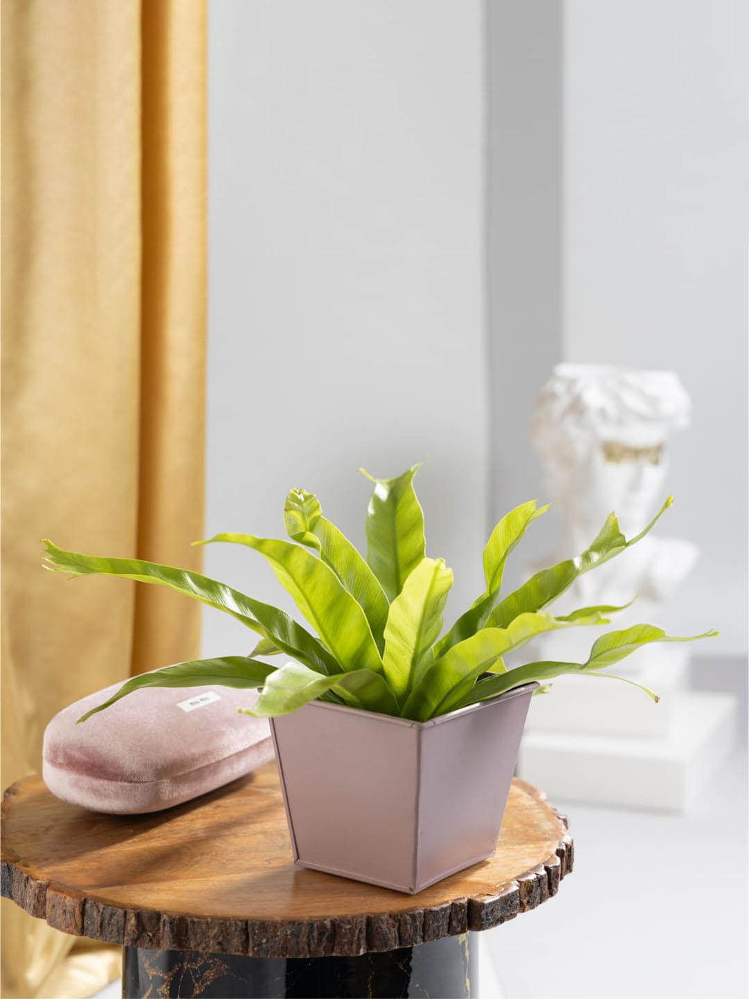 

Floral Boutique Green & Pink Indoor Asplenium Nidus Leslie Fern Live Plant With Pot