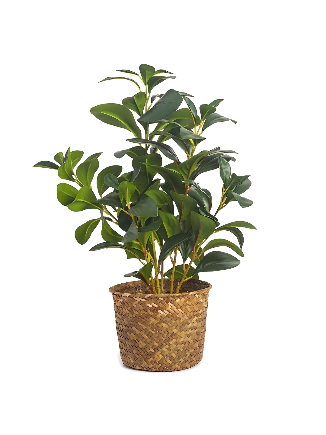 Home Bloom Green & Brown 3 Pieces Artificial Plants With Pot
