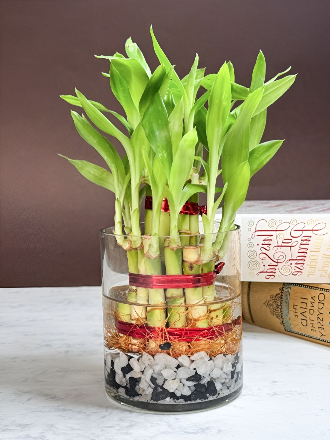 

ARAVALII 2 Layer Lucky Bamboo Plant With Pot, Green