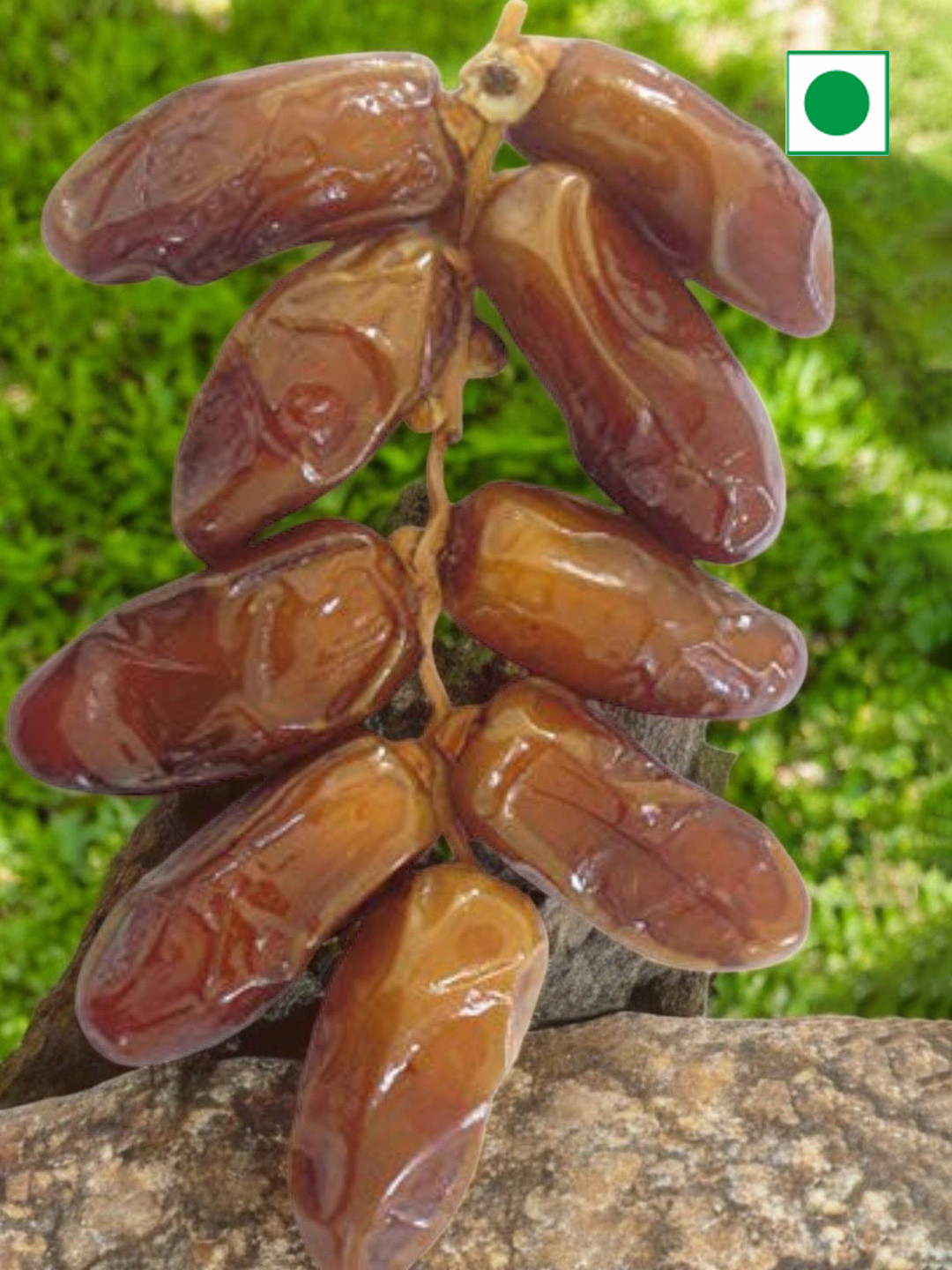 

DRY FRUIT HUB Tunisian Dates - 500gm, Na