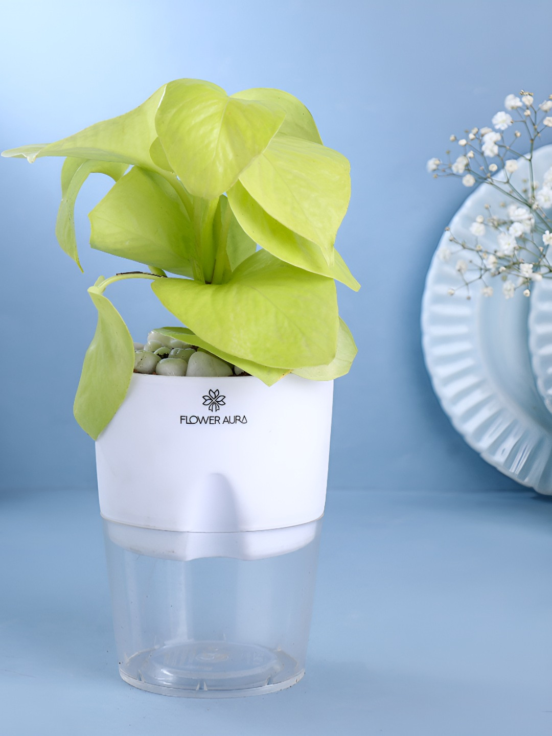 

Floweraura Green Indoor Air Purifying Golden Money Live Plant With Self Watering Pot-10 cm