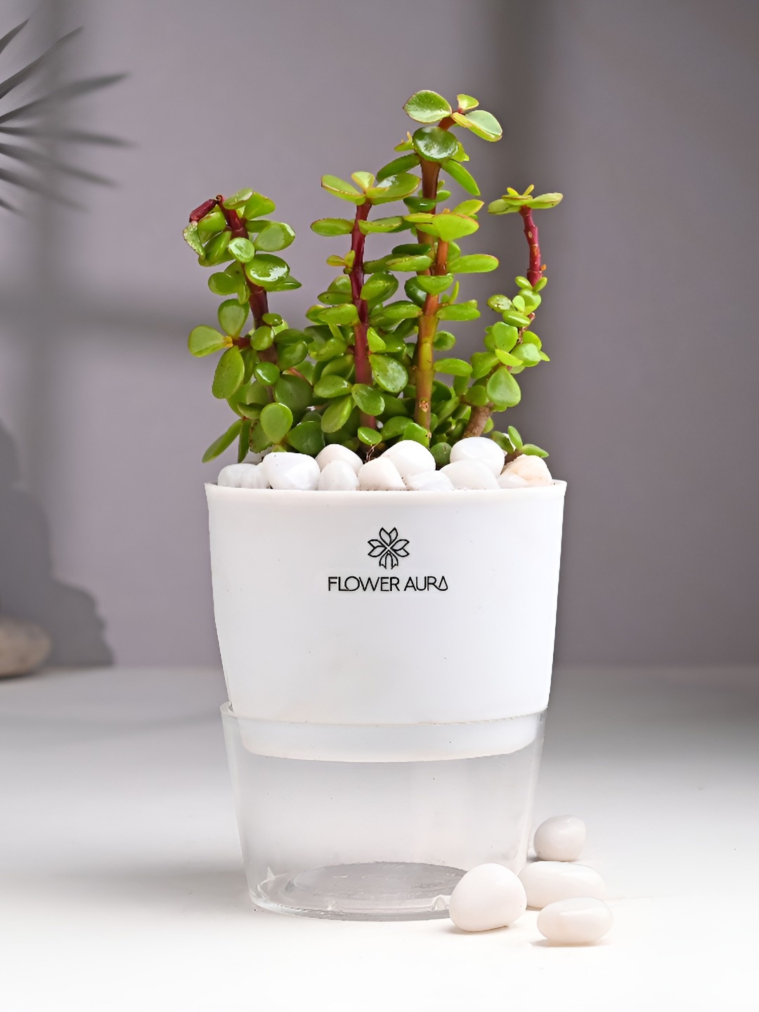

Floweraura Green Air Purifying Good Luck Jade Live Plant With Self Watering Pot-15cm