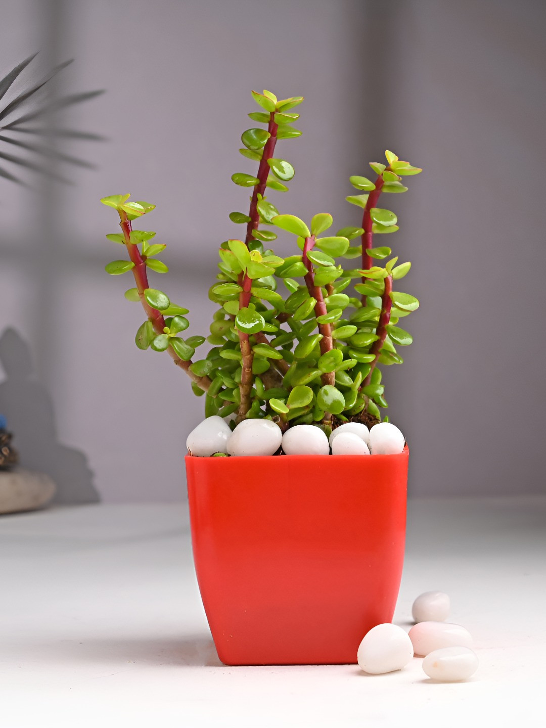 

Floweraura Green & Red Indoor Good Luck Jade Live Plant With Pot 9.9 cm