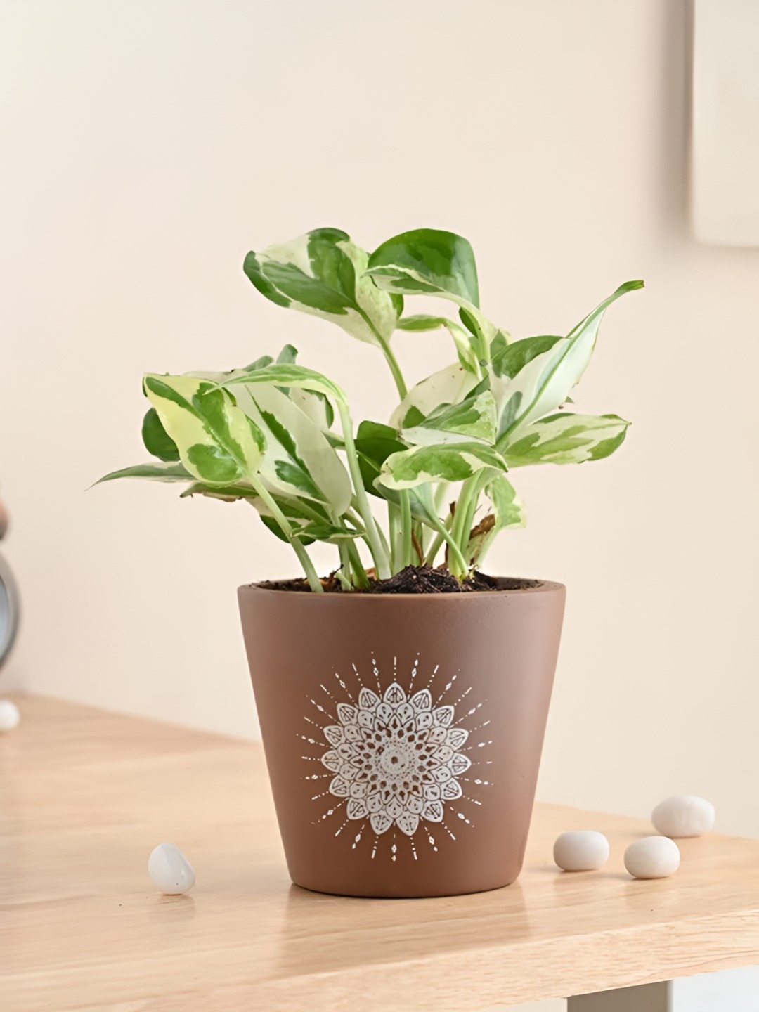 

Floweraura Indoor White and Green Pothos Plant With Pot