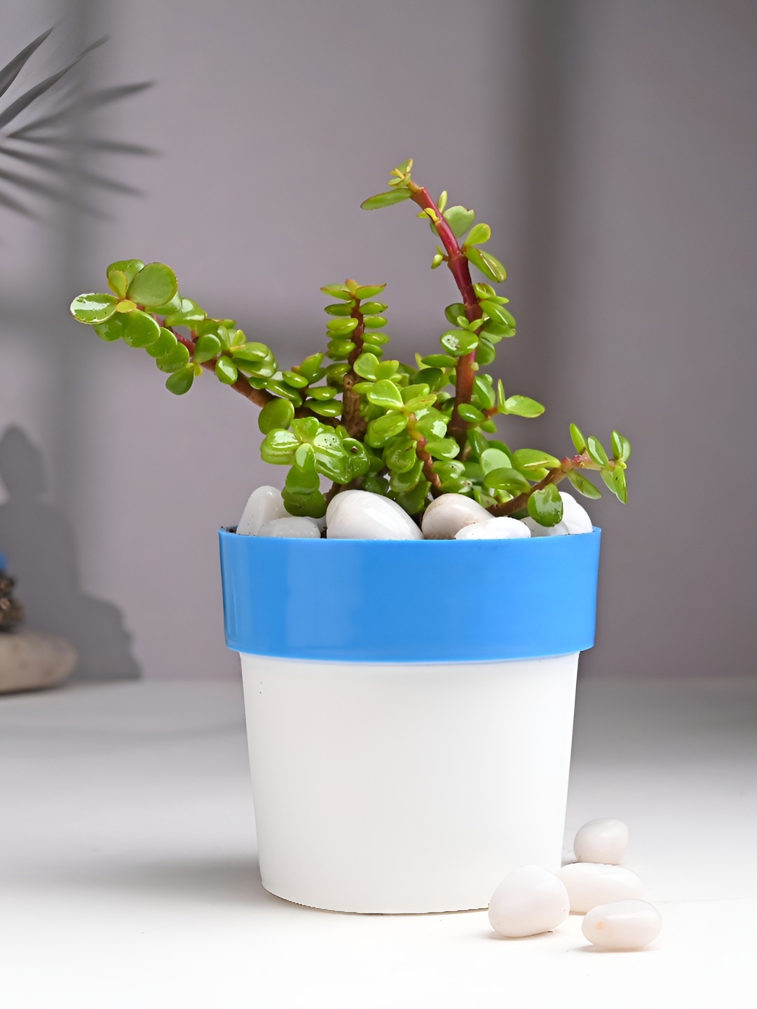 

Floweraura Green Indoor Good Luck Jade Live Plant With Pot 9.9 cm