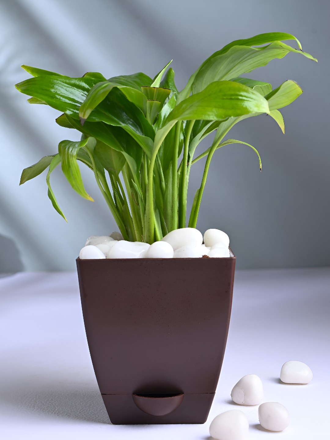 

Floweraura Green Indoor Peace Lily Plant With Pot 9.9 cm