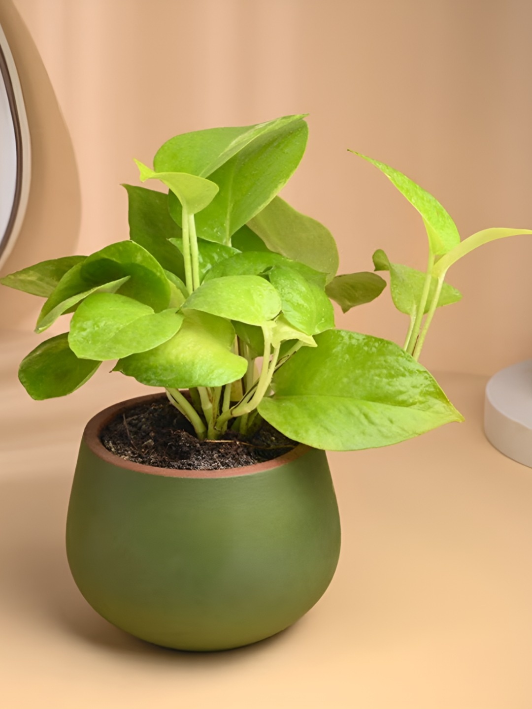 

Floweraura Green Lush Golden Money Plant In Terracotta Vase