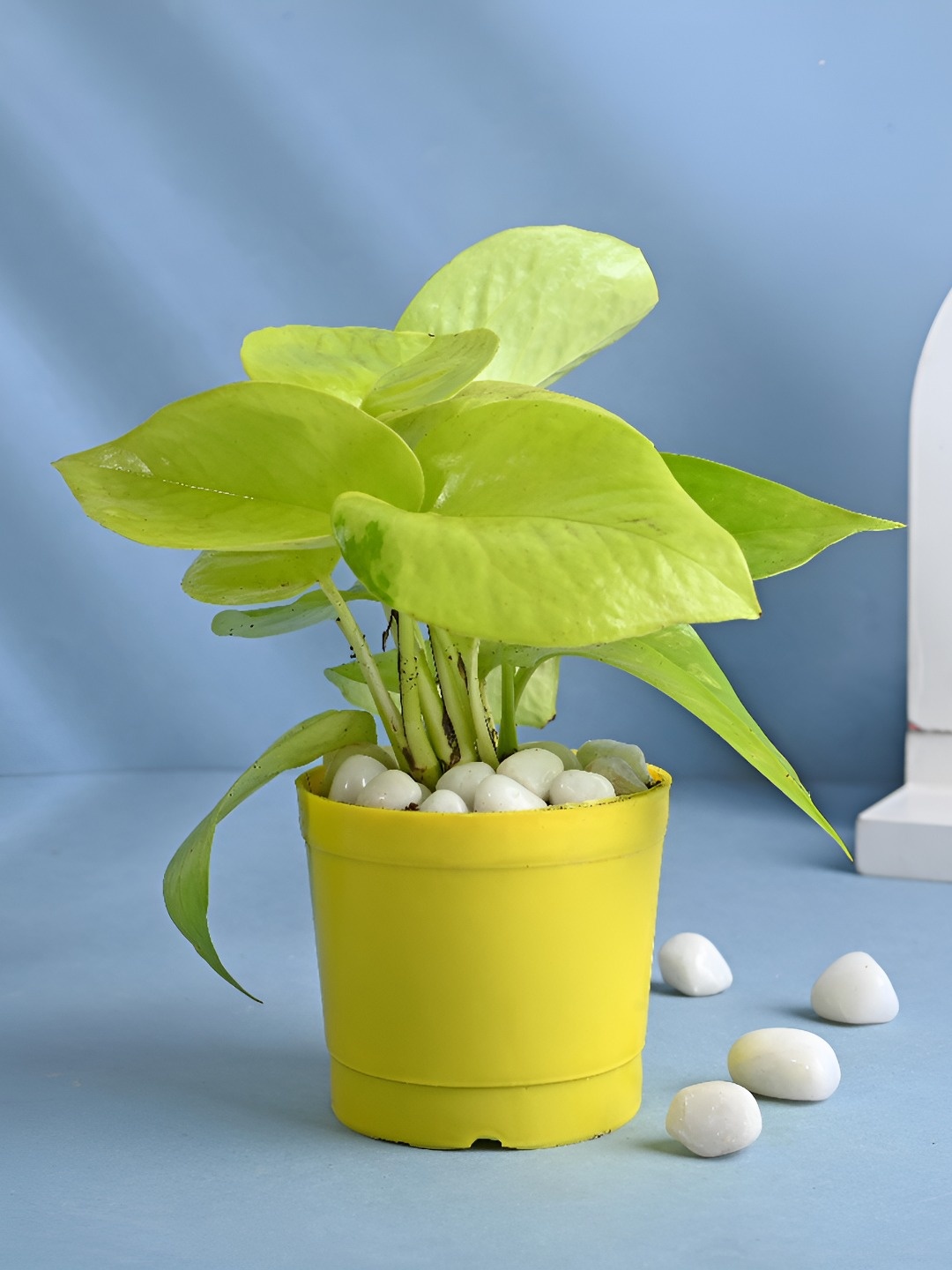 

Floweraura Green Good Luck Golden Money Live Indoor Plant