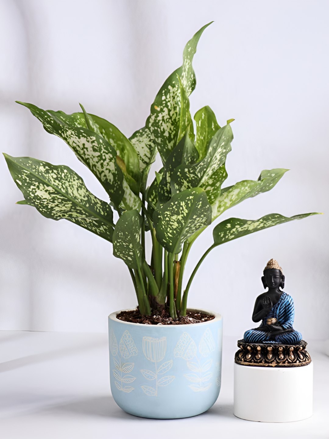 

Floweraura Black & Blue 2 Pieces Buddha Statue With Aglaonema Indoor Live Plant