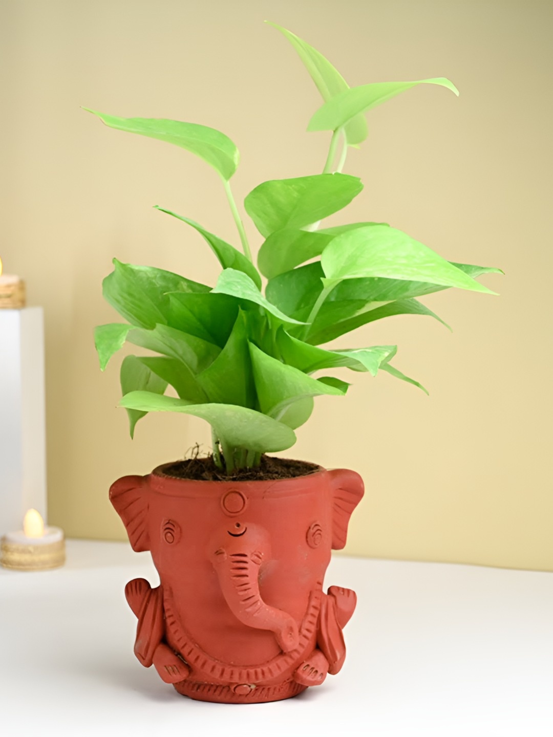 

Floweraura Green Money Plant With Terracotta Ganesha Planter