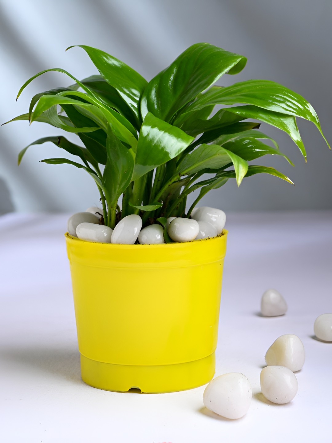 

Floweraura Green and Yellow Indoor Peace Lily Plant With Pot