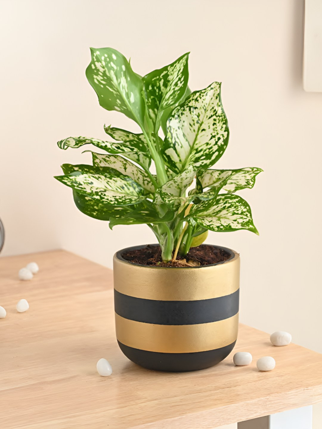 

Floweraura Grey & Green Aglaonema Plant In Stylish Terracotta Pot
