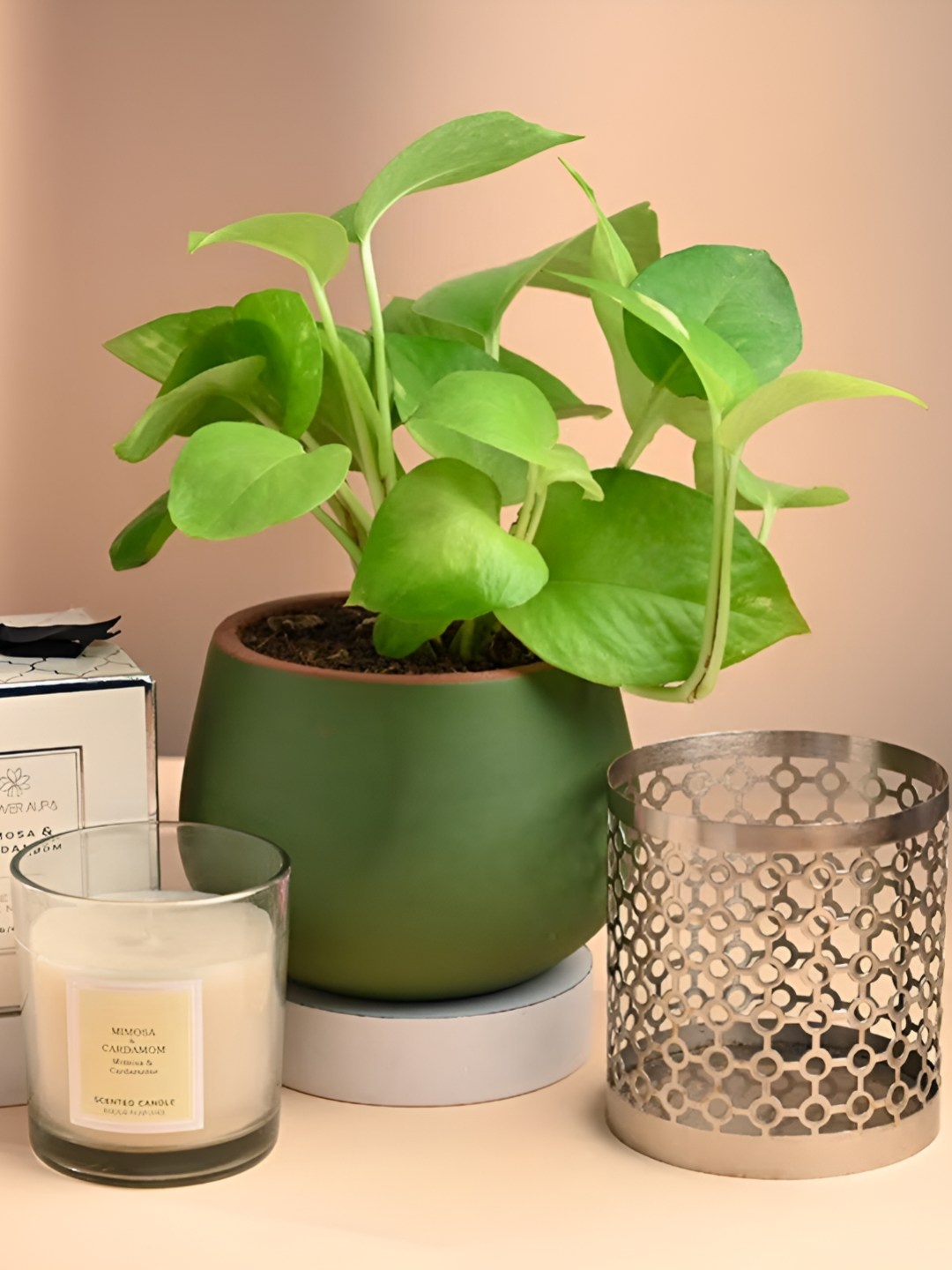 

Floweraura Gold-Toned Money Plant With Scented Candle & Tealight Holder 10 cm