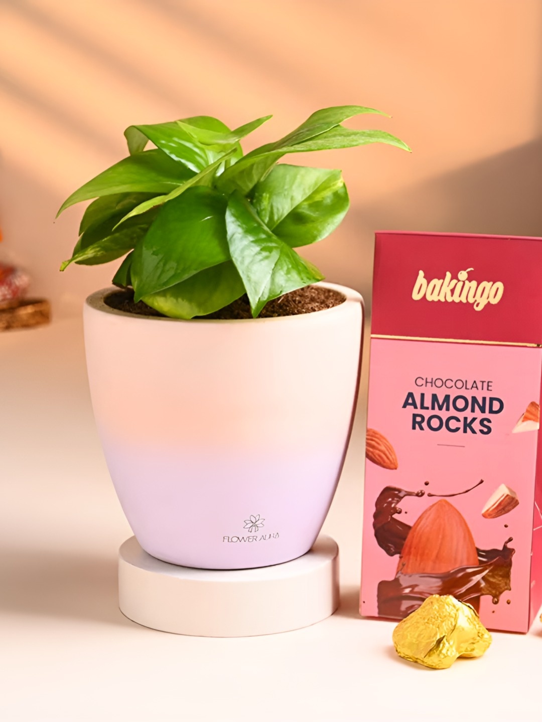 

Floweraura Chocolate With Money Plant Ombre Combo, Green